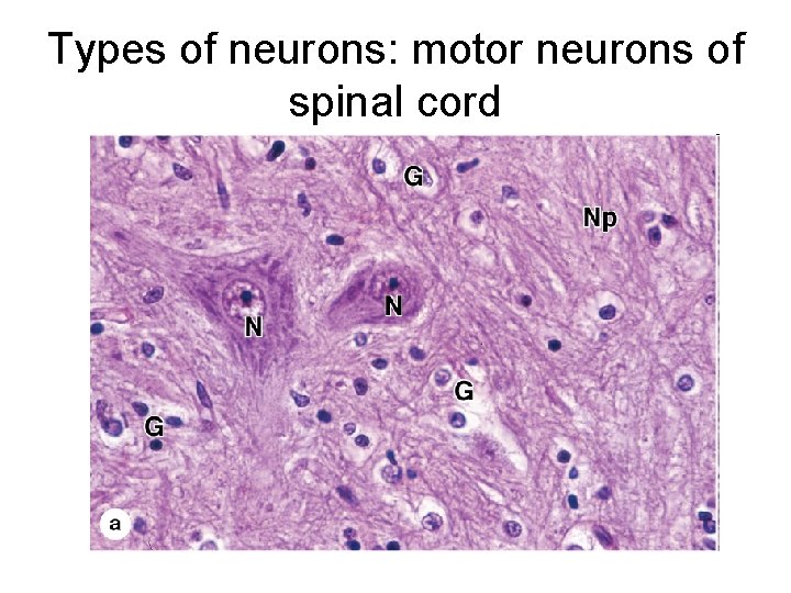 Types of neurons: motor neurons of spinal cord 