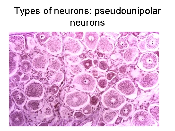 Types of neurons: pseudounipolar neurons 