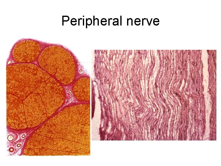Peripheral nerve 