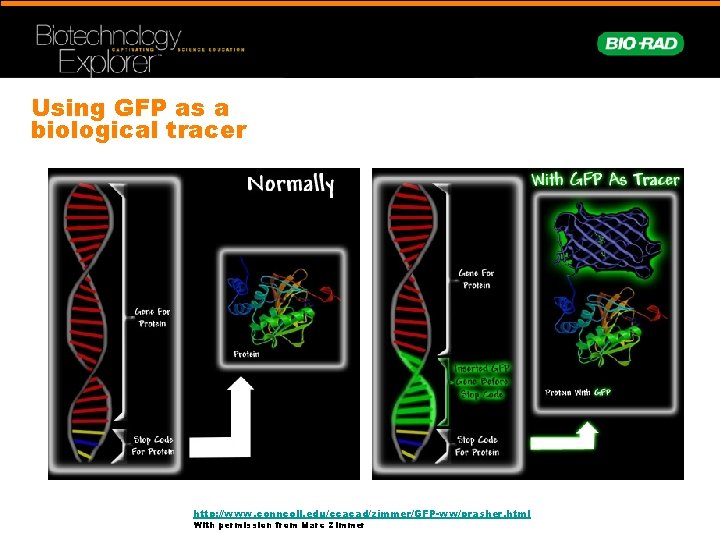 Using GFP as a biological tracer http: //www. conncoll. edu/ccacad/zimmer/GFP-ww/prasher. html With permission from