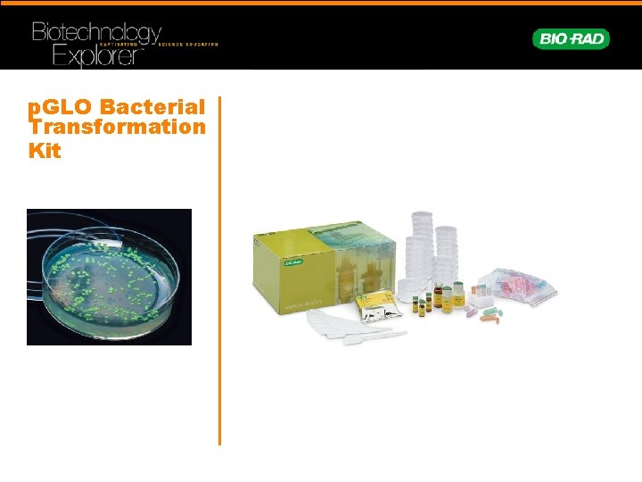 p. GLO Bacterial Transformation Kit 