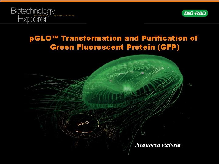 p. GLO™ Transformation and Purification of Green Fluorescent Protein (GFP) 