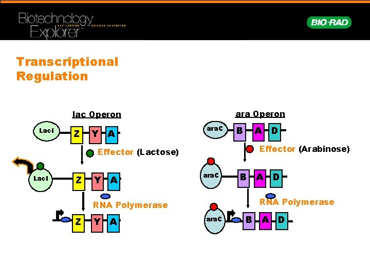 Transcriptional Regulation ara Operon lac Operon Lac. I Z Y A ara. C Y