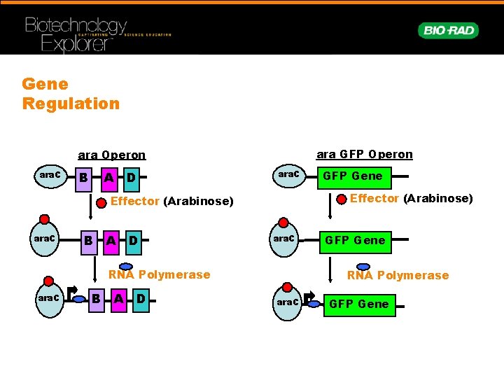 Gene Regulation ara GFP Operon ara. C B A D ara. C Effector (Arabinose)