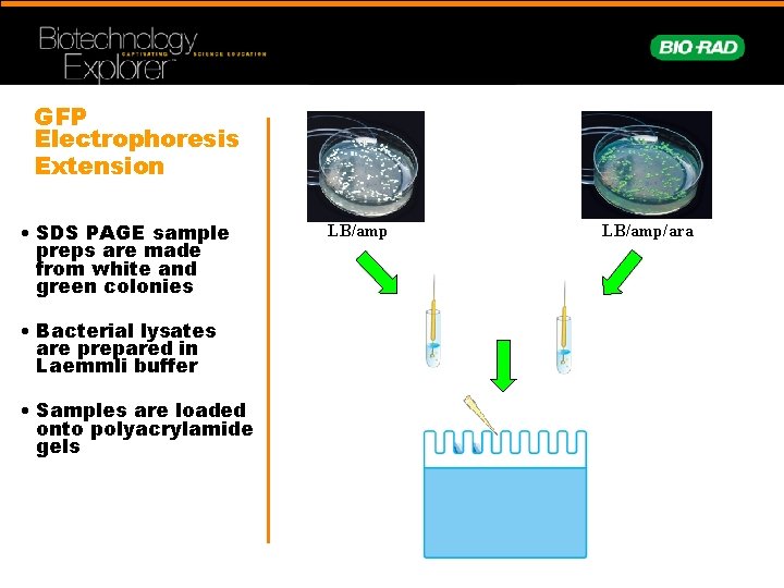 GFP Electrophoresis Extension • SDS PAGE sample preps are made from white and green