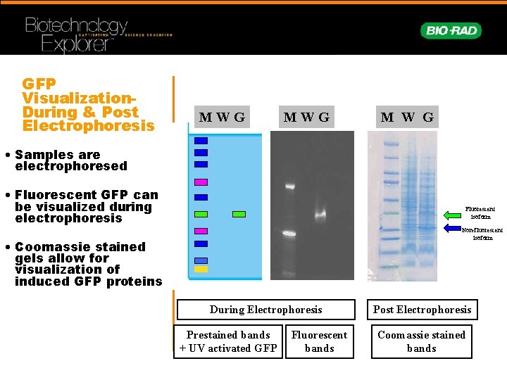 GFP Visualization. During & Post Electrophoresis MWG M W G • Samples are electrophoresed