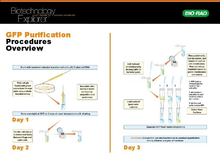 GFP Purification Procedures Overview Day 1 Day 2 Day 3 