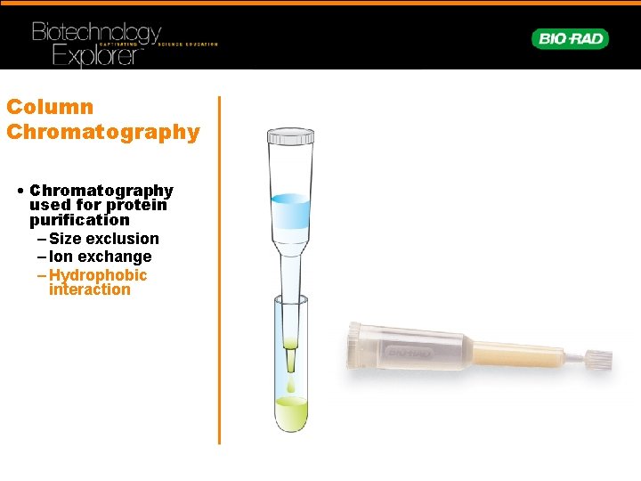 Column Chromatography • Chromatography used for protein purification – Size exclusion – Ion exchange