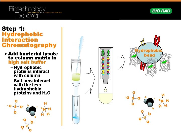 Step 1: Hydrophobic Interaction Chromatography O - O S O- - S O O