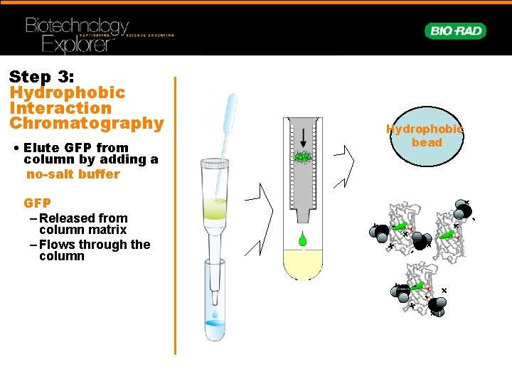 Step 3: Hydrophobic Interaction Chromatography Hydrophobic bead • Elute GFP from column by adding