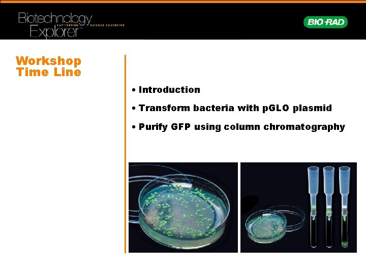 Workshop Time Line • Introduction • Transform bacteria with p. GLO plasmid • Purify