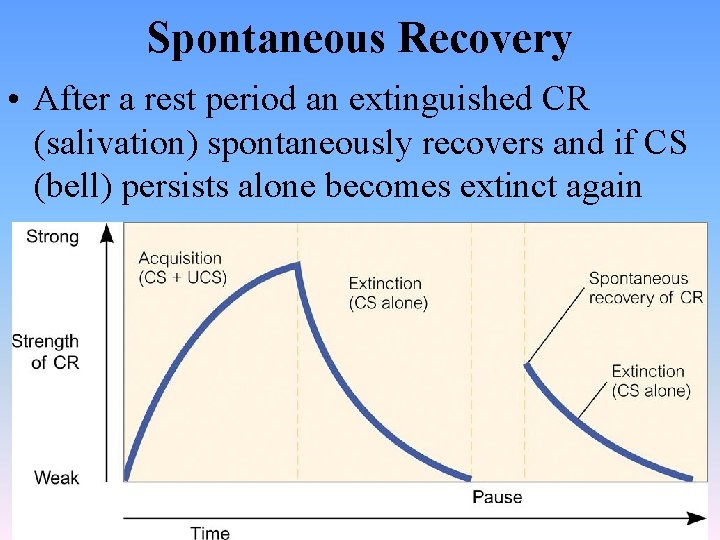 Spontaneous Recovery • After a rest period an extinguished CR (salivation) spontaneously recovers and