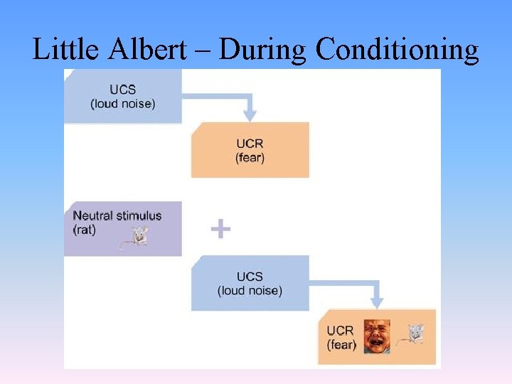 Little Albert – During Conditioning 