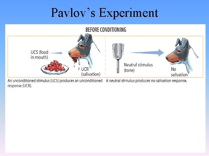 Pavlov’s Experiment 