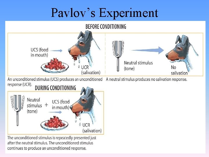 Pavlov’s Experiment 