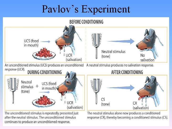 Pavlov’s Experiment 