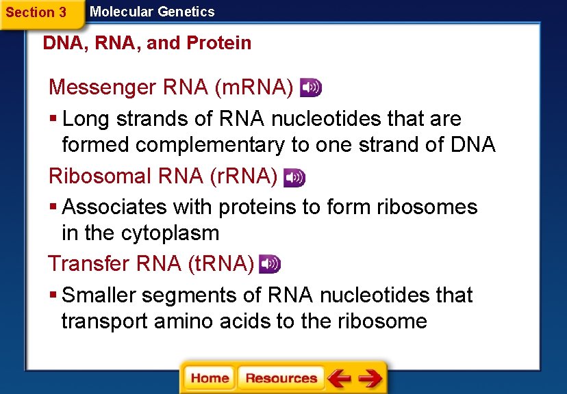 Section 3 Molecular Genetics DNA, RNA, and Protein Messenger RNA (m. RNA) § Long