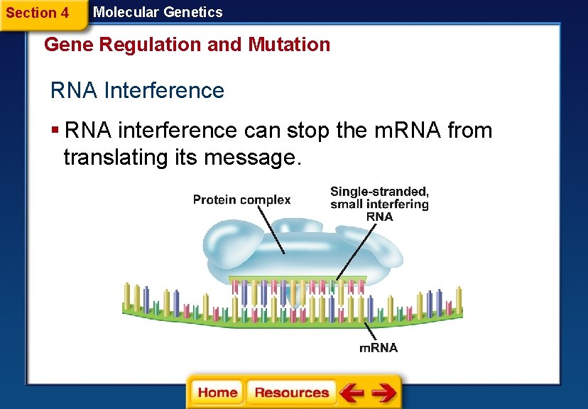 Section 4 Molecular Genetics Gene Regulation and Mutation RNA Interference § RNA interference can