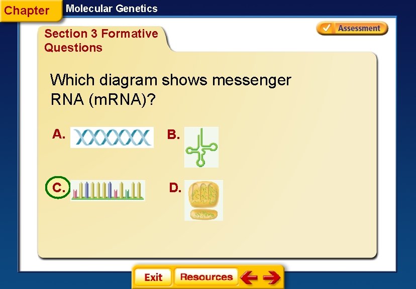 Molecular Genetics Chapter Section 3 Formative Questions Which diagram shows messenger RNA (m. RNA)?