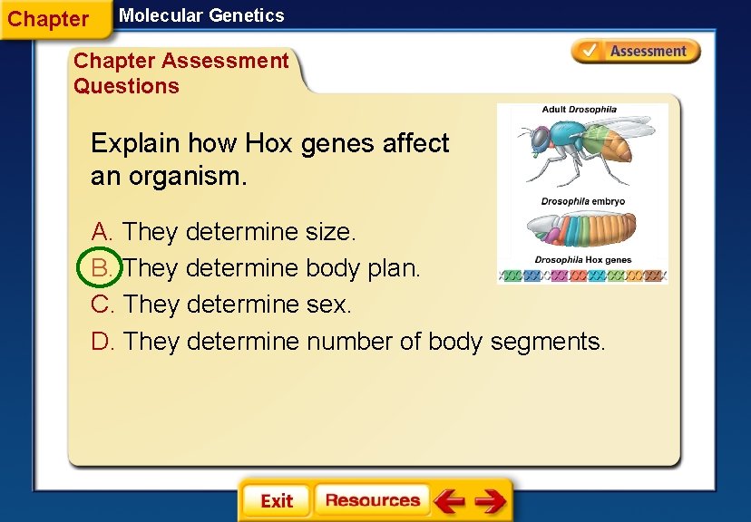 Chapter Molecular Genetics Chapter Assessment Questions Explain how Hox genes affect an organism. A.