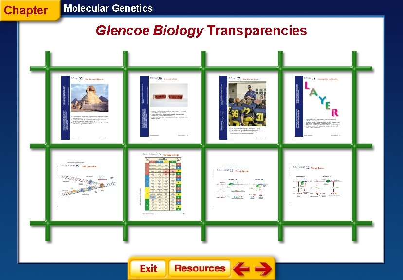Chapter Molecular Genetics Glencoe Biology Transparencies 