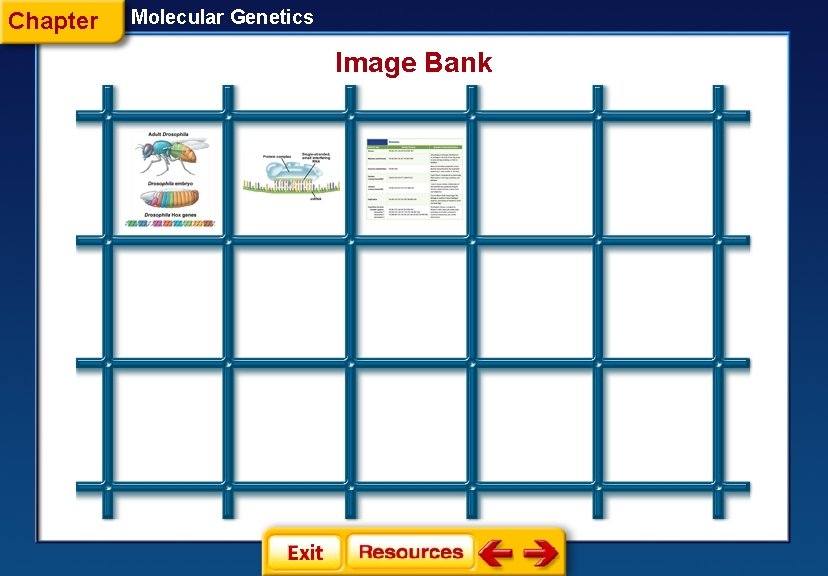 Chapter Molecular Genetics Image Bank 