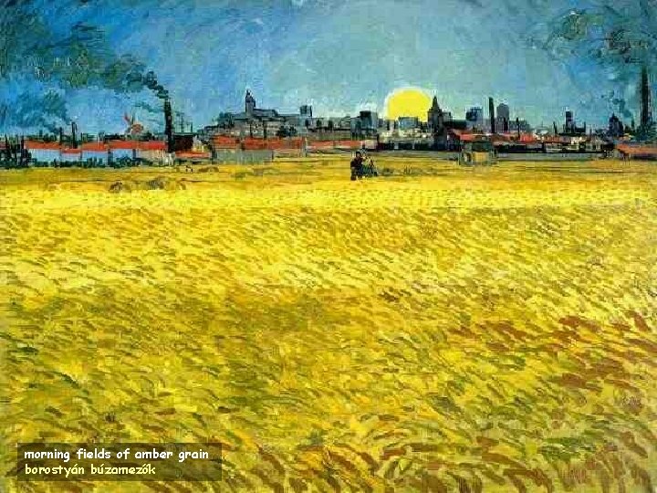 morning fields of amber grain borostyán búzamezők 