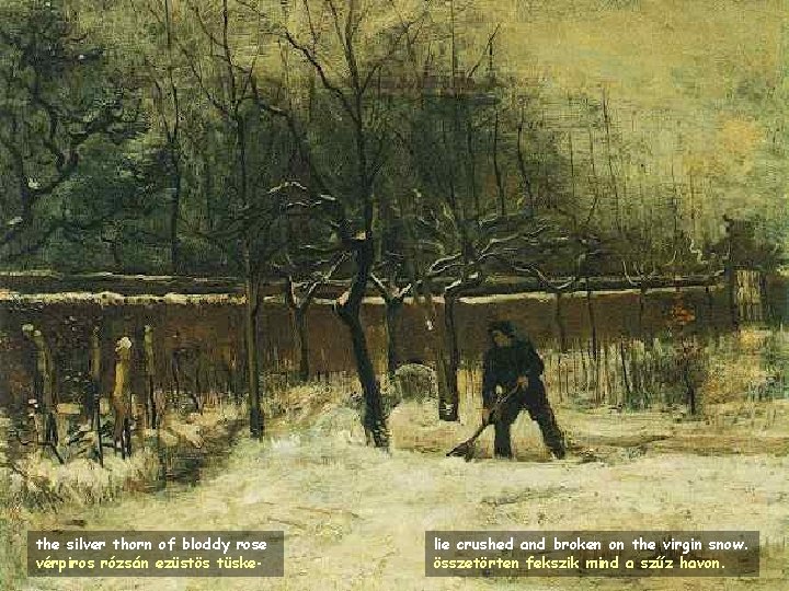 the silver thorn of bloddy rose vérpiros rózsán ezüstös tüske- lie crushed and broken