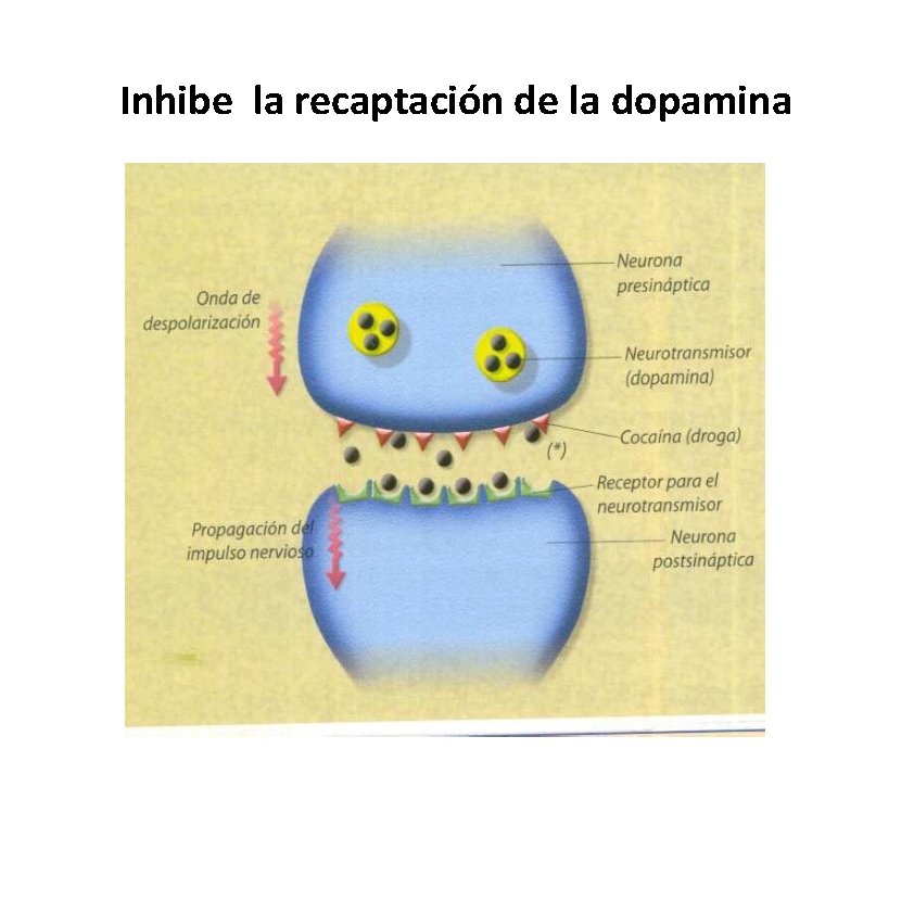 Inhibe la recaptación de la dopamina Inhibe la recaptación de la dopamina