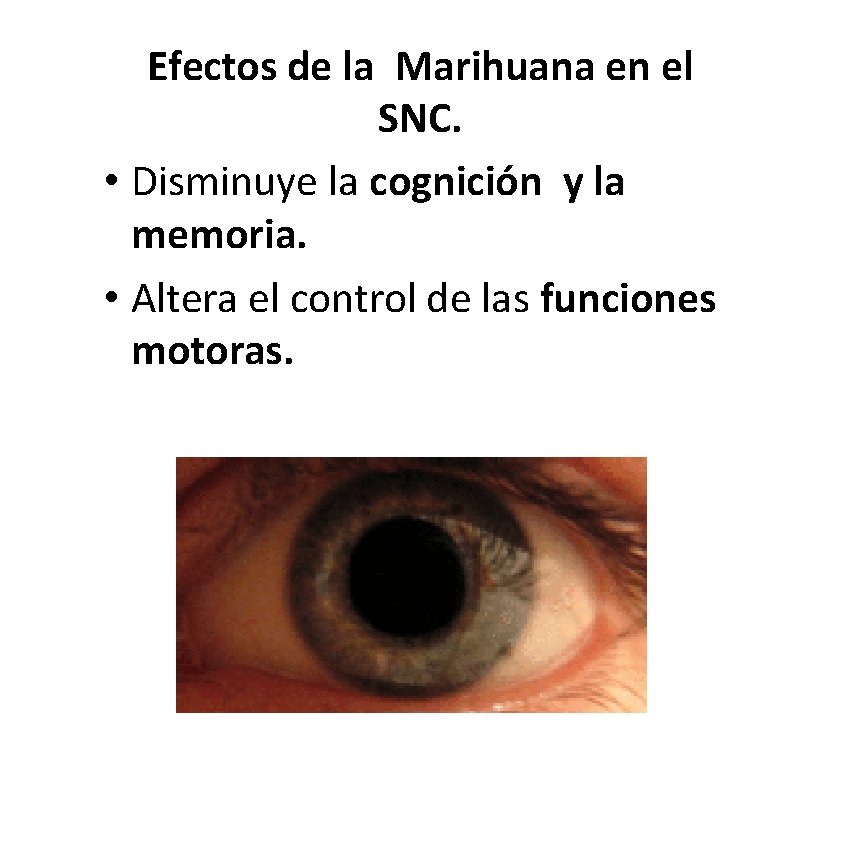 Efectos de la Marihuana en el SNC. • Disminuye la cognición y la memoria. Efectos de la Marihuana en el SNC. • Disminuye la cognición y la memoria.