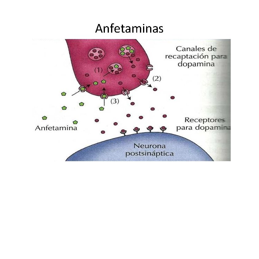 Anfetaminas Anfetaminas