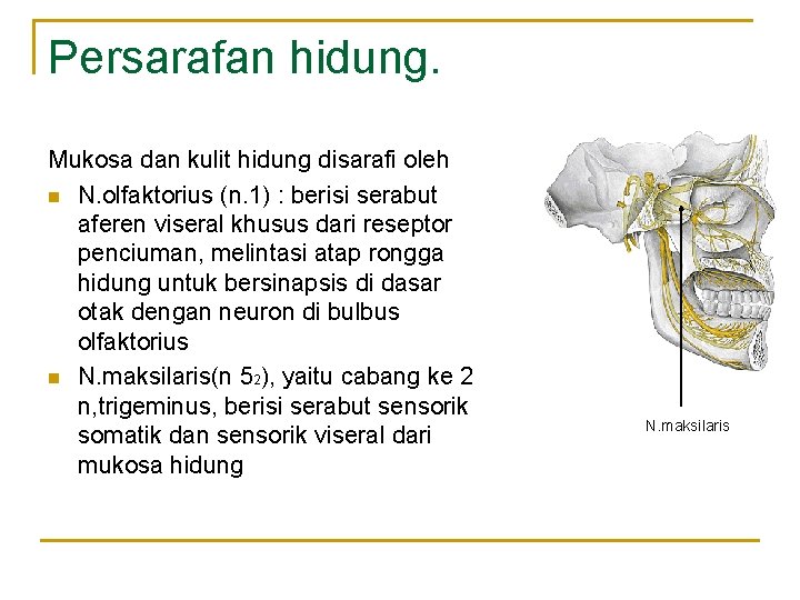 Susunan Respirasi Gambaran Anatomi Sistem Pernafasan Nafas Pertanda
