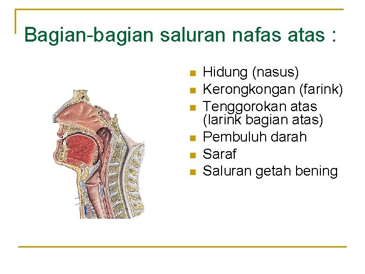 Susunan Respirasi Gambaran Anatomi Sistem Pernafasan Nafas Pertanda