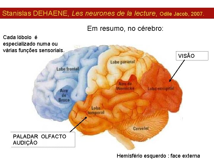 Stanislas DEHAENE, Les neurones de la lecture, Odile Jacob, 2007. Em resumo, no cérebro: