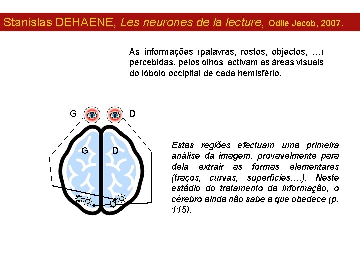 Stanislas DEHAENE, Les neurones de la lecture, Odile Jacob, 2007. As informações (palavras, rostos,