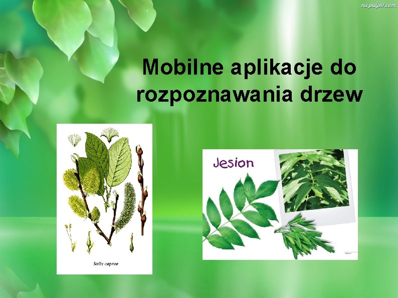 Mobilne aplikacje do rozpoznawania drzew 