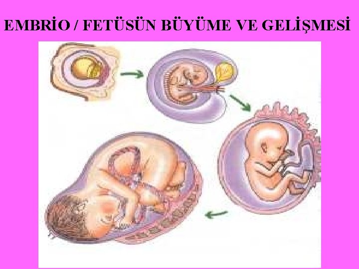 EMBRİO / FETÜSÜN BÜYÜME VE GELİŞMESİ 