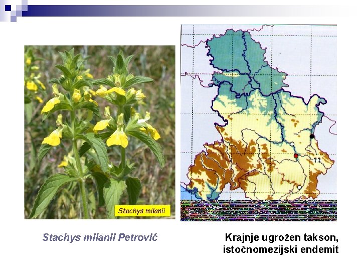 Stachys milanii Petrović Krajnje ugrožen takson, istočnomezijski endemit 