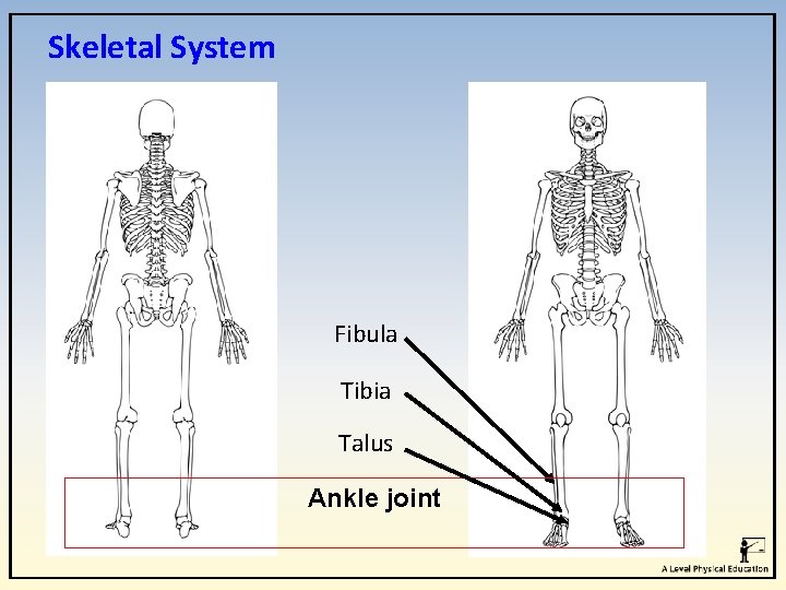 Skeletal System Fibula Tibia Talus Ankle joint Skeletal System Fibula Tibia Talus Ankle joint