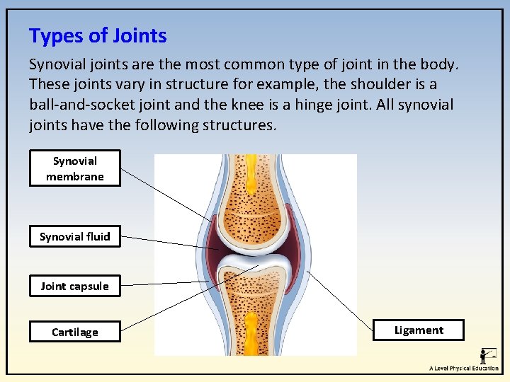 Types of Joints Synovial joints are the most common type of joint in the Types of Joints Synovial joints are the most common type of joint in the