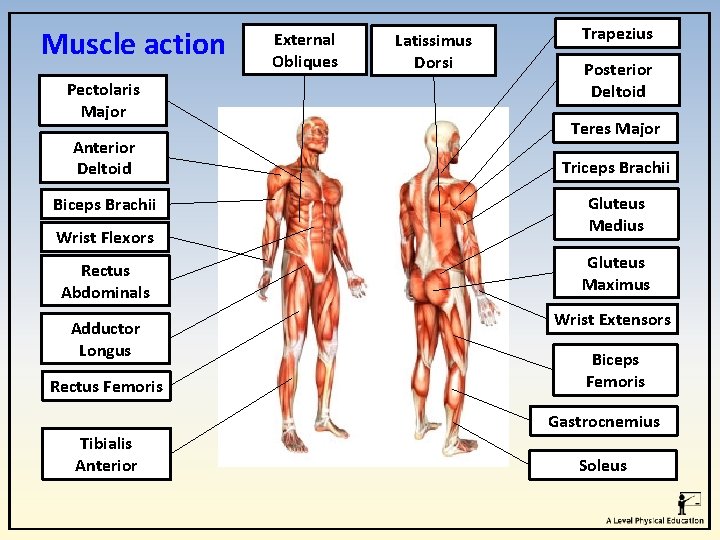 Muscle action Pectolaris Major Anterior Deltoid Biceps Brachii Wrist Flexors External Obliques Latissimus Dorsi Muscle action Pectolaris Major Anterior Deltoid Biceps Brachii Wrist Flexors External Obliques Latissimus Dorsi