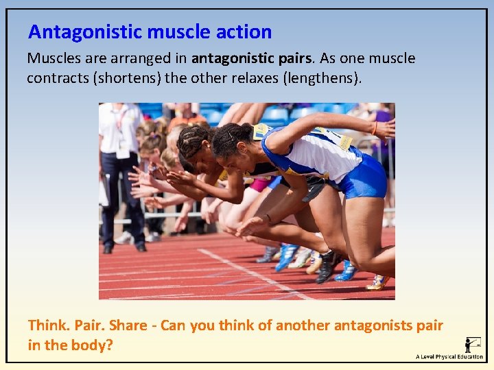 Antagonistic muscle action Muscles are arranged in antagonistic pairs. As one muscle contracts (shortens) Antagonistic muscle action Muscles are arranged in antagonistic pairs. As one muscle contracts (shortens)