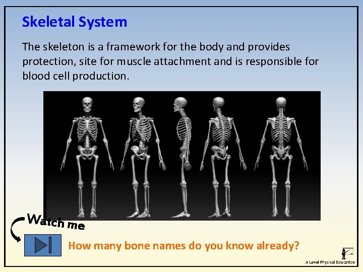 Skeletal System The skeleton is a framework for the body and provides protection, site Skeletal System The skeleton is a framework for the body and provides protection, site