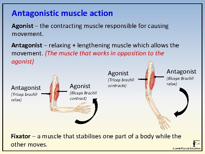Antagonistic muscle action Agonist – the contracting muscle responsible for causing movement. Antagonist – Antagonistic muscle action Agonist – the contracting muscle responsible for causing movement. Antagonist –