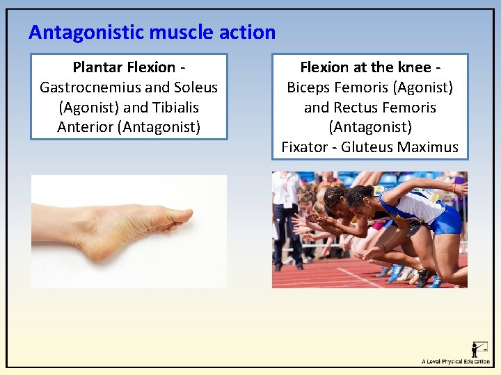 Antagonistic muscle action Plantar Flexion - Gastrocnemius and Soleus (Agonist) and Tibialis Anterior (Antagonist) Antagonistic muscle action Plantar Flexion - Gastrocnemius and Soleus (Agonist) and Tibialis Anterior (Antagonist)