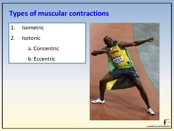 Types of muscular contractions 1. Isometric 2. Isotonic a. Concentric b. Eccentric Types of muscular contractions 1. Isometric 2. Isotonic a. Concentric b. Eccentric