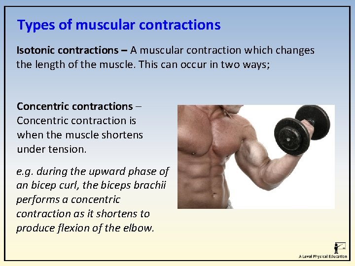 Types of muscular contractions Isotonic contractions – A muscular contraction which changes the length Types of muscular contractions Isotonic contractions – A muscular contraction which changes the length