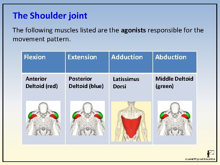 The Shoulder joint The following muscles listed are the agonists responsible for the movement The Shoulder joint The following muscles listed are the agonists responsible for the movement