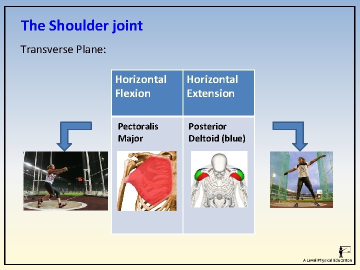 The Shoulder joint Transverse Plane: Horizontal Flexion Horizontal Extension Pectoralis Major Posterior Deltoid (blue) The Shoulder joint Transverse Plane: Horizontal Flexion Horizontal Extension Pectoralis Major Posterior Deltoid (blue)