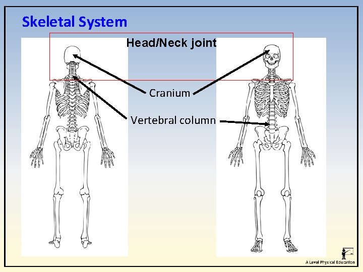 Skeletal System Head/Neck joint Cranium Vertebral column Skeletal System Head/Neck joint Cranium Vertebral column